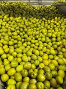 Studiu: Tendinţele mondiale din industria uleiului de măsline se reflectă tot mai clar în ţara noastră